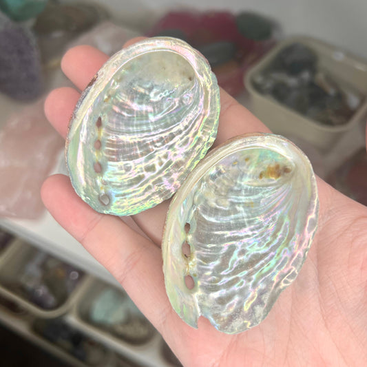 Mini Abalone Shells